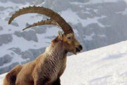 Ibex Trophy Hunting Safari