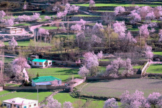 Gilgit Baltistan Spring Cheery Blossom Tour