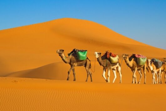 Desert Safari in Pakistan