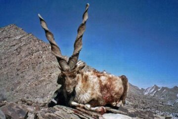 Ibex Trophy Hunting Safari