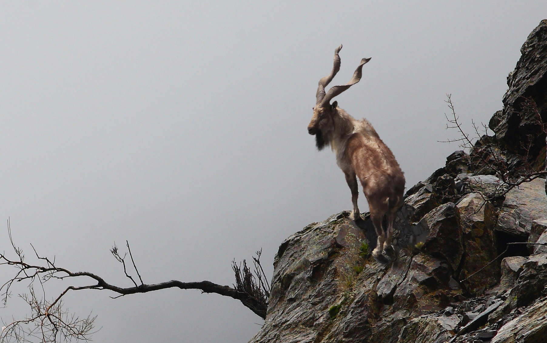 Ibex Trophy Hunting Safari
